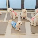 가치있개 반려견 유치원 이미지