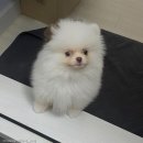 장씨카메라 이미지