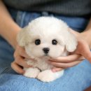 미니주동물병원 | 양산강아지입양 미니비숑분양 후기