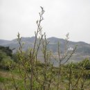 보성신옥로제다 이미지