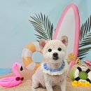 뽀독뽀DOG 네이버블로그