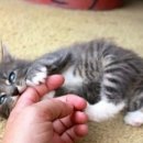 데본냥이 이미지