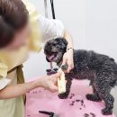 딱지애견샵 이미지
