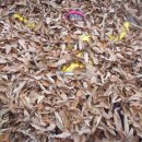 한누리초보산악회대둔산낙엽깔아뭉개기 이미지
