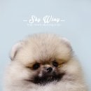 스카이윙 이미지