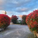 별 헤는 밤 200 이미지