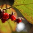 제주 하연 이미지