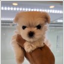 베베동물병원 이미지