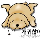 모모애견미용실 이미지