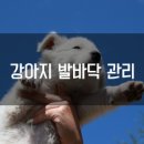 아지발바닥 이미지