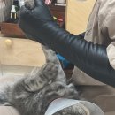 심쿵하냥 이미지