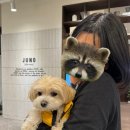 아이파크 애견미용실 이미지