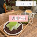 45번길카페 | 수원 행궁동 아늑한 인테리어 식물테마카페 카페모종 모찌 말차 티라미수와 함께 힐링🌱