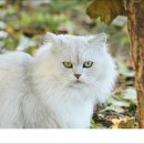 도리마을 숲 이미지