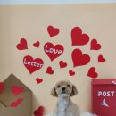 고려애견 이미지