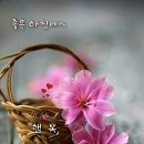 휘앙새 이미지