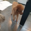 개폼나개 이미지