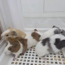 특별한 동물가게 | 특별한동물가게 평택점, 햄스터 토끼 미어캣 등 이색동물 구경 후기!