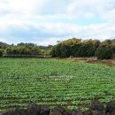 주작축산 이미지