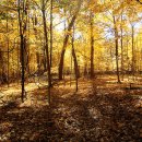 이레한의원 이미지