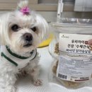 황금 펫 수제간식 | 펫루트 우리아이 수제간식 후기 노견 간식 찾다가 정착한 강아지 간식