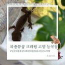 토당로 | 고양 파충류샵 크레윙 능곡점 방문 후기/둘째를 들이다 두둥!