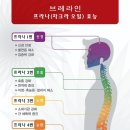 프라나 이미지