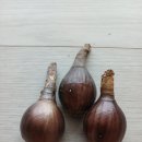 화톳불 Daum카페