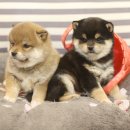 정분이네 이미지