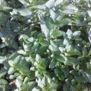 약선차와 건강약선 이미지