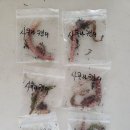 코레리아 사쿠라캔디 구근 나눔 이미지