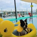 도그월드 이미지