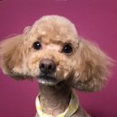 쿨독펫샵 이미지