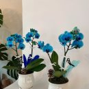 나이스투미츄 이미지