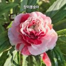 봉숭아 이미지