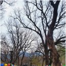 계룡산(갑사주차장~갑사~연천봉~관음봉~자연성릉능선~삼불봉~남매탑~동학사~동학사주차장 10.6k) 블랙...