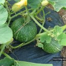 인영농장 이미지