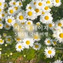 (주)데이지호텔 | 초여름의 하얀 설렘 🌼 전국 샤스타데이지 명소 BEST 6