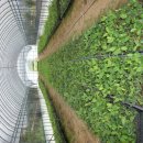 형제농원 이미지