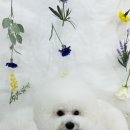 쁘리에숑 이미지