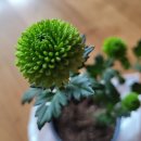 아린농장 이미지