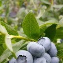 두메산골 농장 이미지