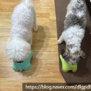 이뮤노팜 이미지