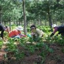 산림기술사자연