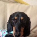 댕이의하루 이미지