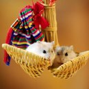 달강이네 이미지