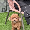 홀리독풀빌라 이미지