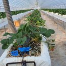 박은숙농장 이미지