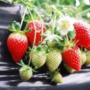 싱싱딸기 이미지