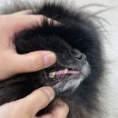 개'S 라인 | 강아지 덴탈껌 설채현 개껌 허니콤츄 신상 황태S 후기